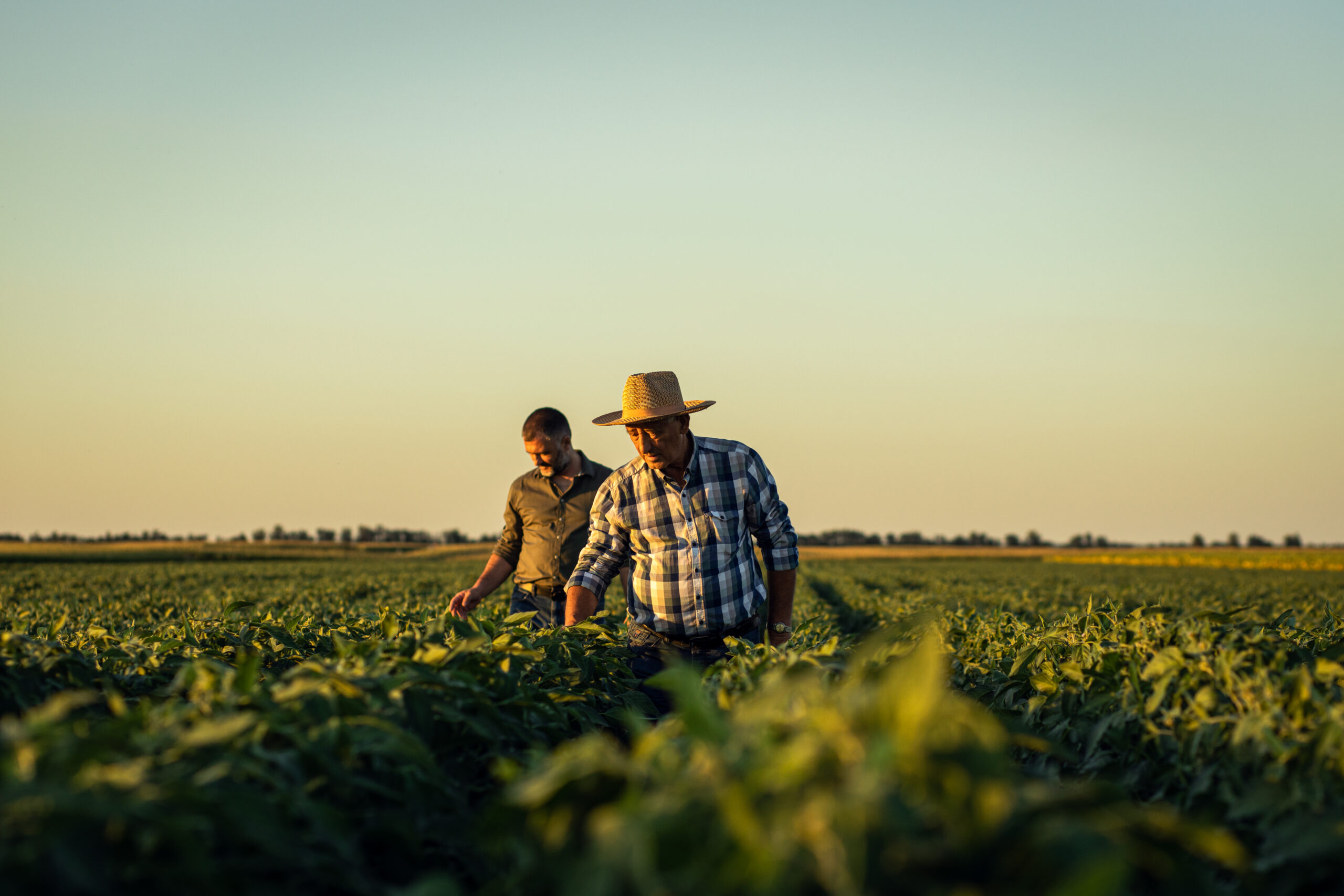 Two farmers walking in a field examining soy crop at sunset.